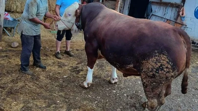1 TONLUK BOĞA, ALICI BEKLİYOR