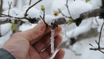 Amasya'da Zirai Don Alarmı!