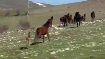 Akdağ’da yılkı atları araçların önüne çıktı, sürüdeki taylar da görüntülendi