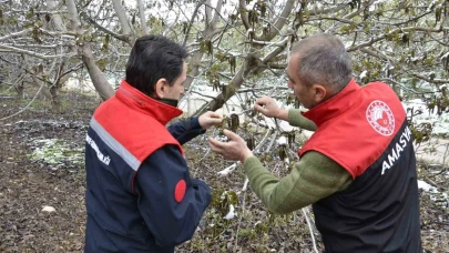 Amasya Nisan’da kara kışı yaşadı: ekipler bahçelerde zarar tespit çalışması başlattı