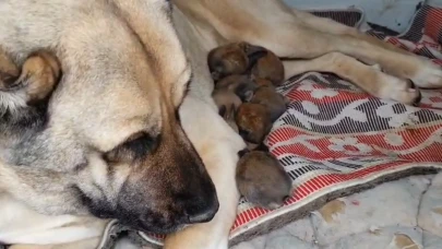 Annelik içgüdüsü sınır tanımadı: Kangal köpeği şimdi de tavşanlara bakıyor