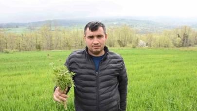 Tarlasında kenevir ele geçirilen çiftçi: "Yasa dışı iş yapmadık, valilik rencide etti"