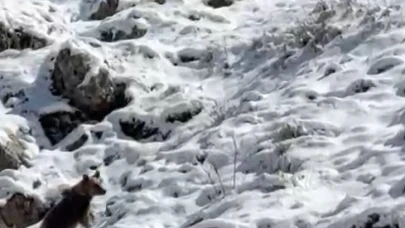 Yayla evlerini tahrip eden ayılardan biri kaçarken görüntülendi: Köpek sesi çıkararak ayının dikkatini çekmeye çalıştı