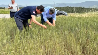 Amasya’da Buğday Tarlalarına Yerinde İnceleme