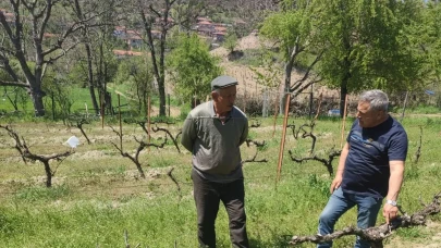 Amasya’da Bağ Üreticilerine İlkbahar Bakım Eğitimi Verildi