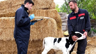 Amasya DSYB’den 27 Bin Buzağıya Kimlik: Küpeleme Çalışmaları Aralıksız Sürüyor