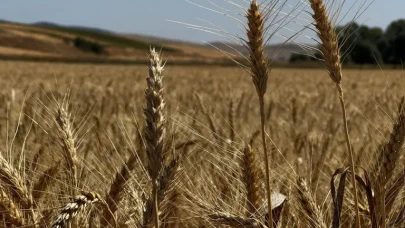 Çorum Belediyesinden 80 dönümlük buğday tarlasında hasat başladı