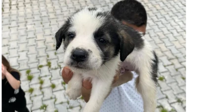 Amasya’da Patili Dostlara Sıcacık Yuva!