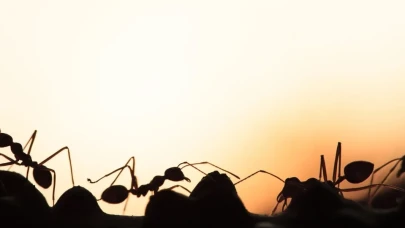 Rüyada Karınca Görmek Ne Anlama Gelir? Karınca Yuvası ve Karınca Isırması Rüya Tabirleri