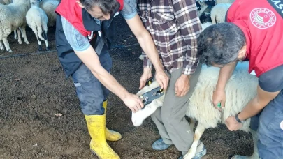 Taşova’da Küçükbaş Hayvanlarda Aşılama ve Küpeleme Çalışmaları Sürüyor