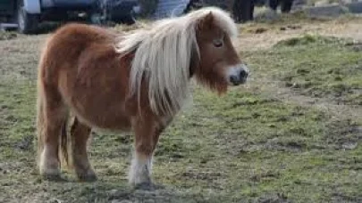 Rüyada Midilli Görmek: Masumiyet ve Huzurun Habercisi!