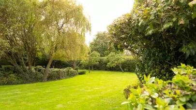 Rüyada Ağaç: Kısmet, Bereket ve Umut