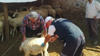 Suluova’da Küçükbaş Hayvanlarda Aşılama ve Küpeleme Çalışmaları