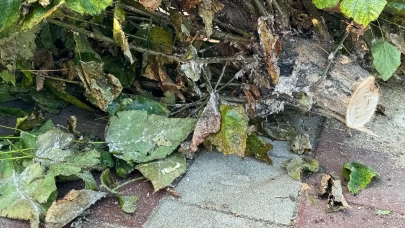 Taşova Belediyesi’nden Atatürk Bulvarı’nda Yeşillendirme Çalışması