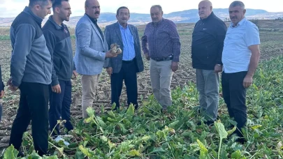 Pancar’da Hasat Zamanı!