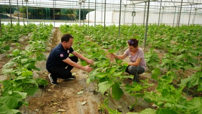 Amasya’da TAKE Projesi Kapsamında Hıyar Fidesi Dikimi İncelendi