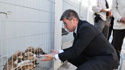 Amasya’da Sokak Hayvanlarına Yeni Yuva