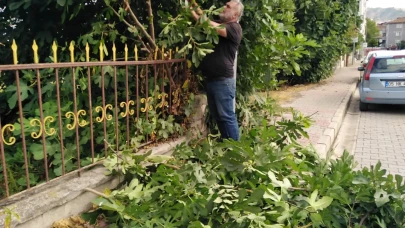 Taşova Belediyesi’nden Ağaç Budama Çalışması