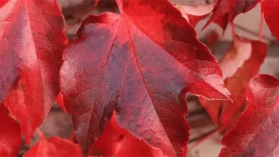 Rüyada Kırmızı Renk Görmek Ne Anlama Gelir?