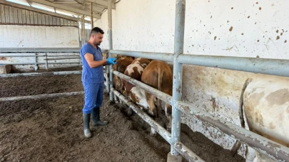 Suluova Besi OSB’de Şap Hastalığına Karşı Aşılama Çalışması