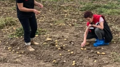 Merzifon’da Patates Siğiline Karşı Önlem