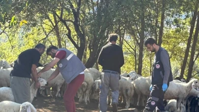 Küçükbaş Hayvanlarda Aşılama ve Küpeleme Sürüyor