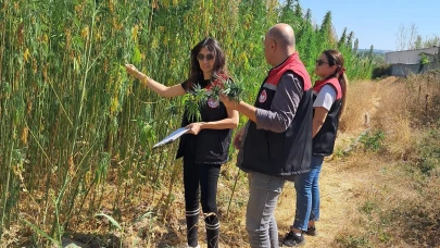 Hamamözü’nde Kenevir Ekili Alanlarda Kontroller Sürüyor