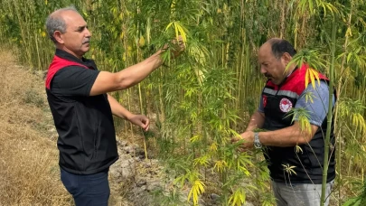Gümüşhacıköy’de Kenevir Ekili Parsellerde Kontroller Devam Ediyor
