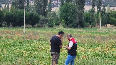 Amasya’da Şeker Pancarı Ekim Alanlarında Kontroller Sürüyor