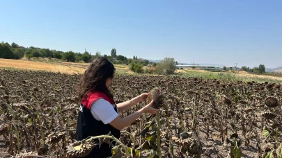 Göynücek’te Ayçiçeği Ekili Alanlarda İnceleme