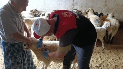 Amasya’da Küçükbaş Hayvanlarda Aşılama ve Küpeleme Çalışmaları Sürüyor