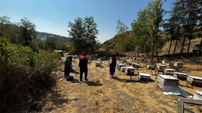 Göynücek’te Arılı Kovan Tespit Çalışmaları Devam Ediyor