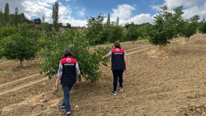Gümüşhacıköy’de Sertifikalı Fidan Destekli Meyve Bahçeleri Denetlendi