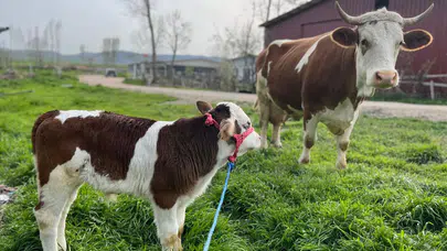 Amasya’da Suni Tohumlama Başarısı