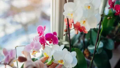 Orkide Bakımında Altın Kurallar: Çiçeğinizi Yıllarca Yaşatmanın Sırrı Ortaya Çıktı
