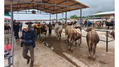 Hayvan Pazarında Bayram Umudu Devam Ediyor