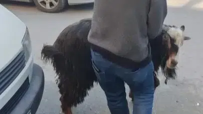 Amasya’da Firari Keçi Panik Ve Kahkaha Dolu Anlar Yaşattı