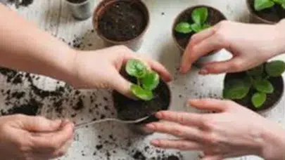 Çiçekleriniz Neden Soluyor? Uzmanlardan Evde Çiçek Bakımı İçin Hayat Kurtaran Tüyolar