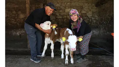 Amasya’da Renkli Hayvancılık Hikayesi