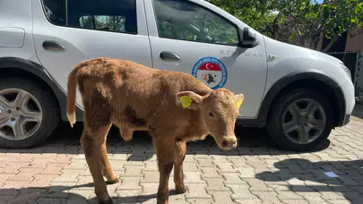 Amasya’da Suni Tohumlama Başarısı