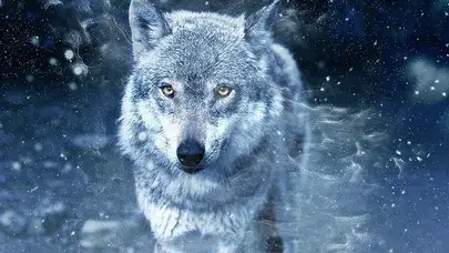 Rüyada Kurt Görmek Ne Anlama Gelir? Güç, Tehlike ve Büyük Değişimin Habercisi Mi?