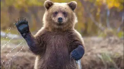 Rüyada Ayı Görmek Ne Anlama Gelir? Güçlü Bir Rakibe ve Beklenmedik Gelişmelere İşaret!