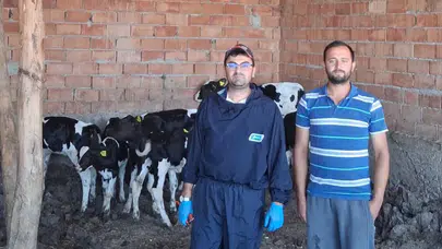 Amasya DSYB Sahada, Buzağılar Güvende