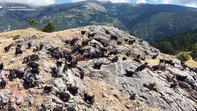 Amasya'da Yayla Hayvancılığına Dev Katkı