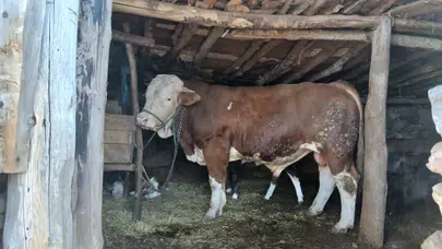 Amasya DSYB Üretim İçin 1.850 Rakımda Görev Başında