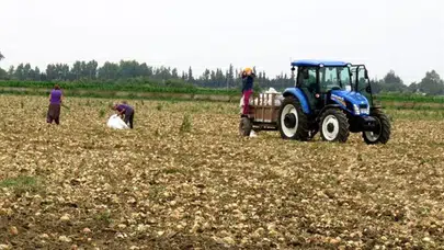 Amasya’da 1 Dönüm Tarlanın Getirisi Şaşırttı!