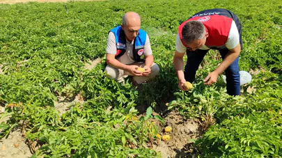 Gümüşhacıköy’de Patates Tarlalarında Bitki Sağlığı Denetimi Gerçekleştirildi