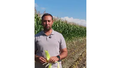 Amasya’da Mısır Silajı Mesaisi Başladı!