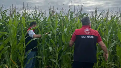 Merzifon’da Hayvancılığa Silajlık Mısır Desteği