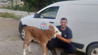 Amasya DSYB Eymir Köyü’nde Buzağıları Kayıt Altına Aldı